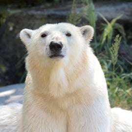 Biglietti Tierpark Berlino: lo zoo più grande d'Europa