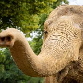 Biglietto per lo Zoo di Berlino con i panda giganti