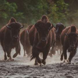 Biglietti Tierpark Berlino: lo zoo più grande d'Europa
