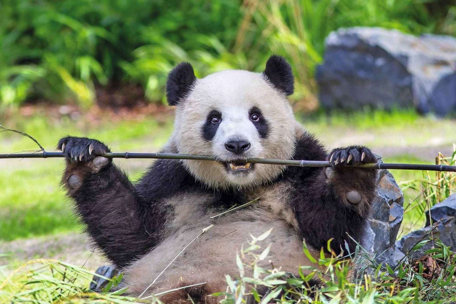Biglietto per lo Zoo di Berlino con i panda giganti