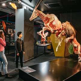 Berlino: Biglietti per il Museo BODY WORLDS di Berlino