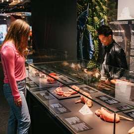 Berlino: Biglietti per il Museo BODY WORLDS di Berlino