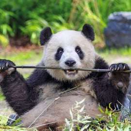 Biglietto per lo Zoo di Berlino con i panda giganti
